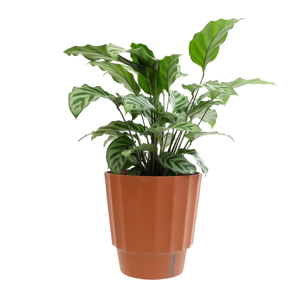 6in Calathea Plant in Self Watering Pot N724