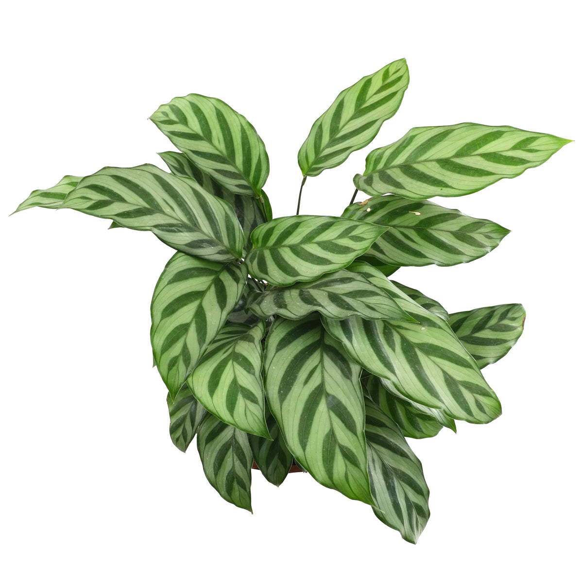 6in Calathea Plant in Self Watering Pot N724