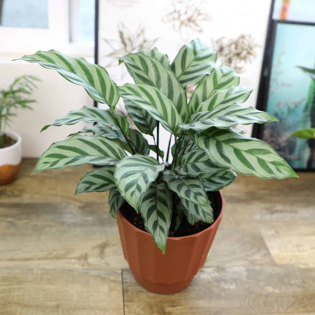 6in Calathea Plant in Self Watering Pot N724