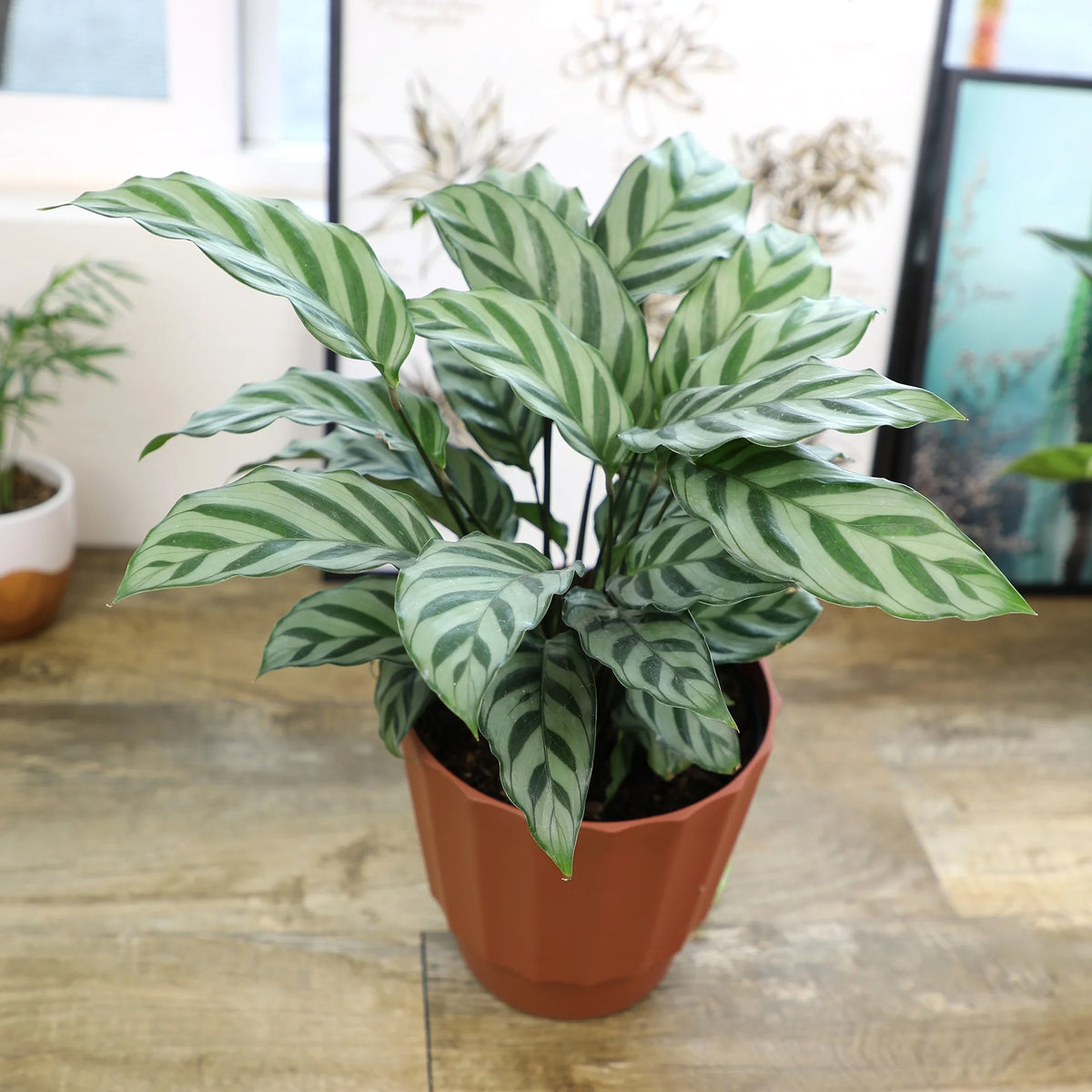 6in Calathea Plant in Self Watering Pot N724