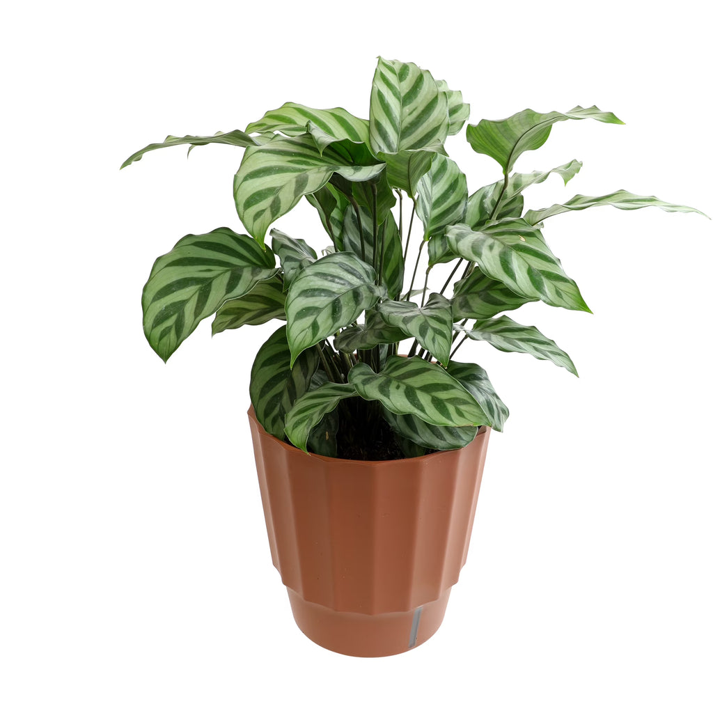 6in Calathea Plant in Self Watering Pot N724