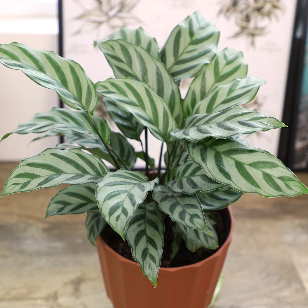 6in Calathea Plant in Self Watering Pot N724