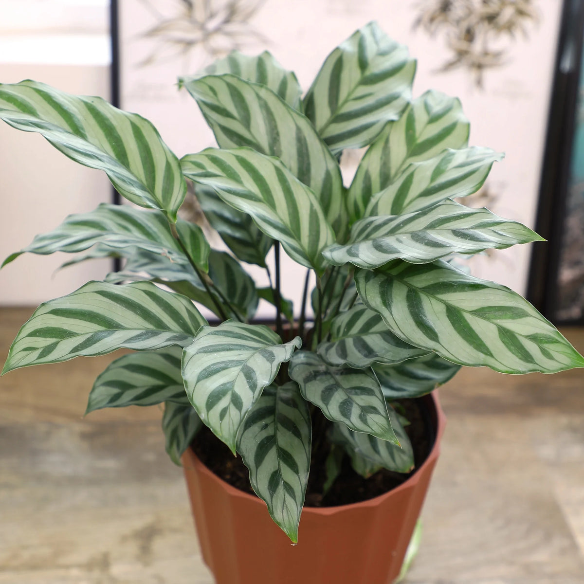 6in Calathea Plant in Self Watering Pot N724