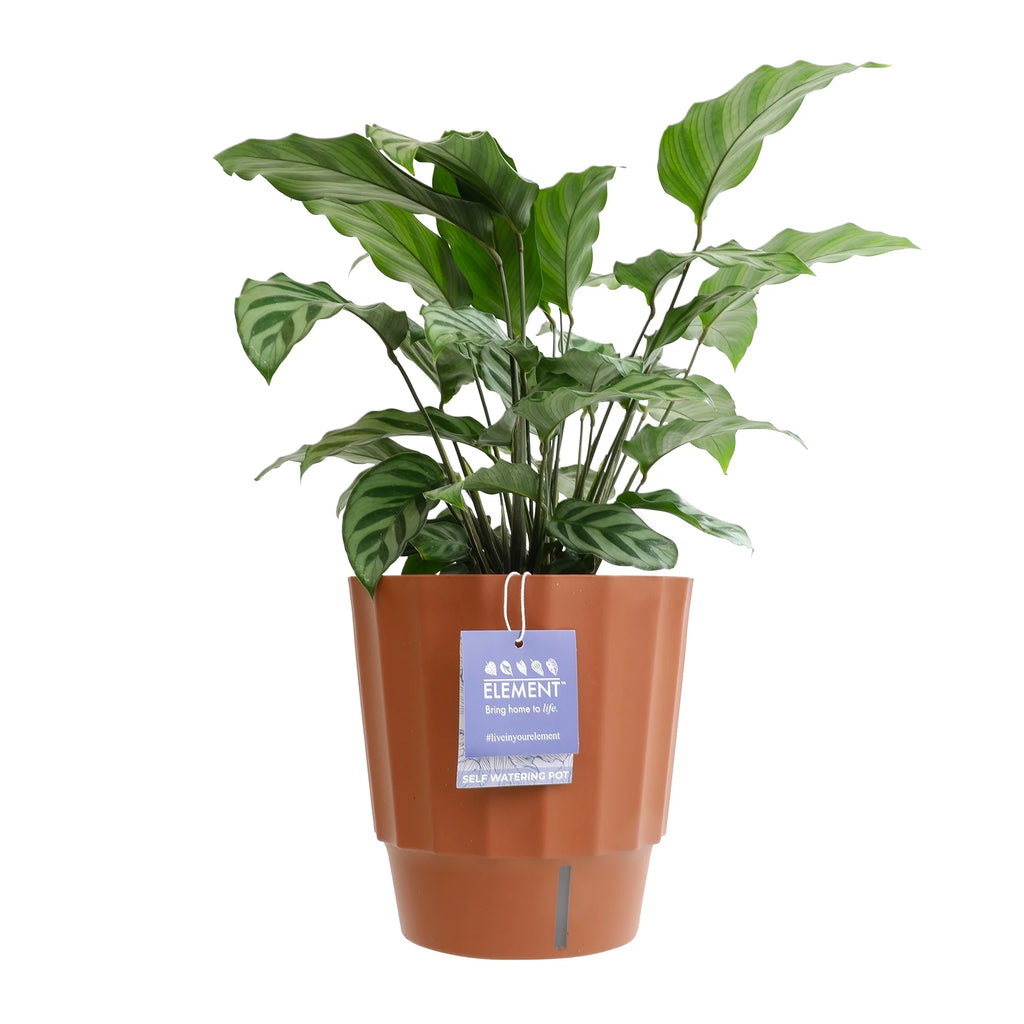 6in Calathea Plant in Self Watering Pot N724