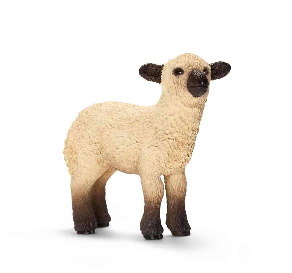 Shropshire Lamb H735