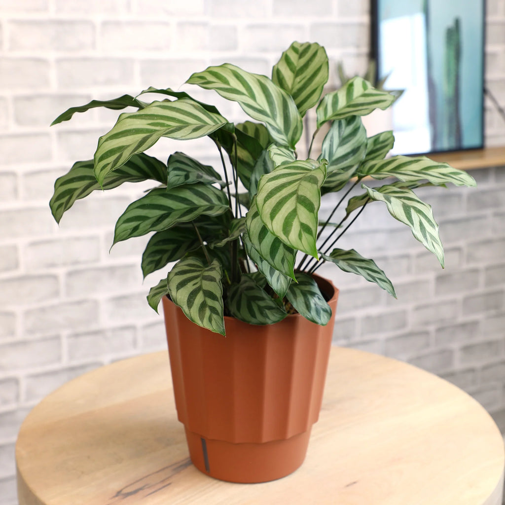 6in Calathea Plant in Self Watering Pot N724
