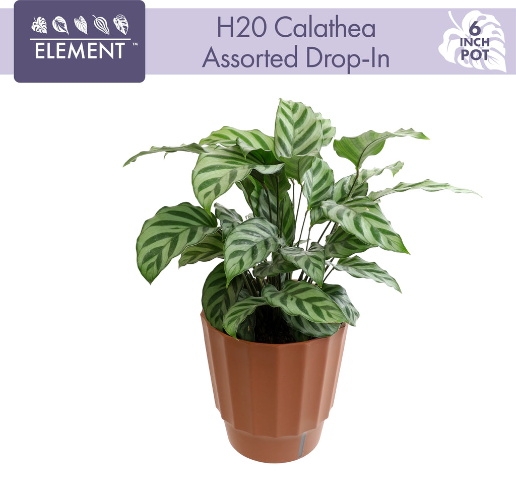 6in Calathea Plant in Self Watering Pot N724